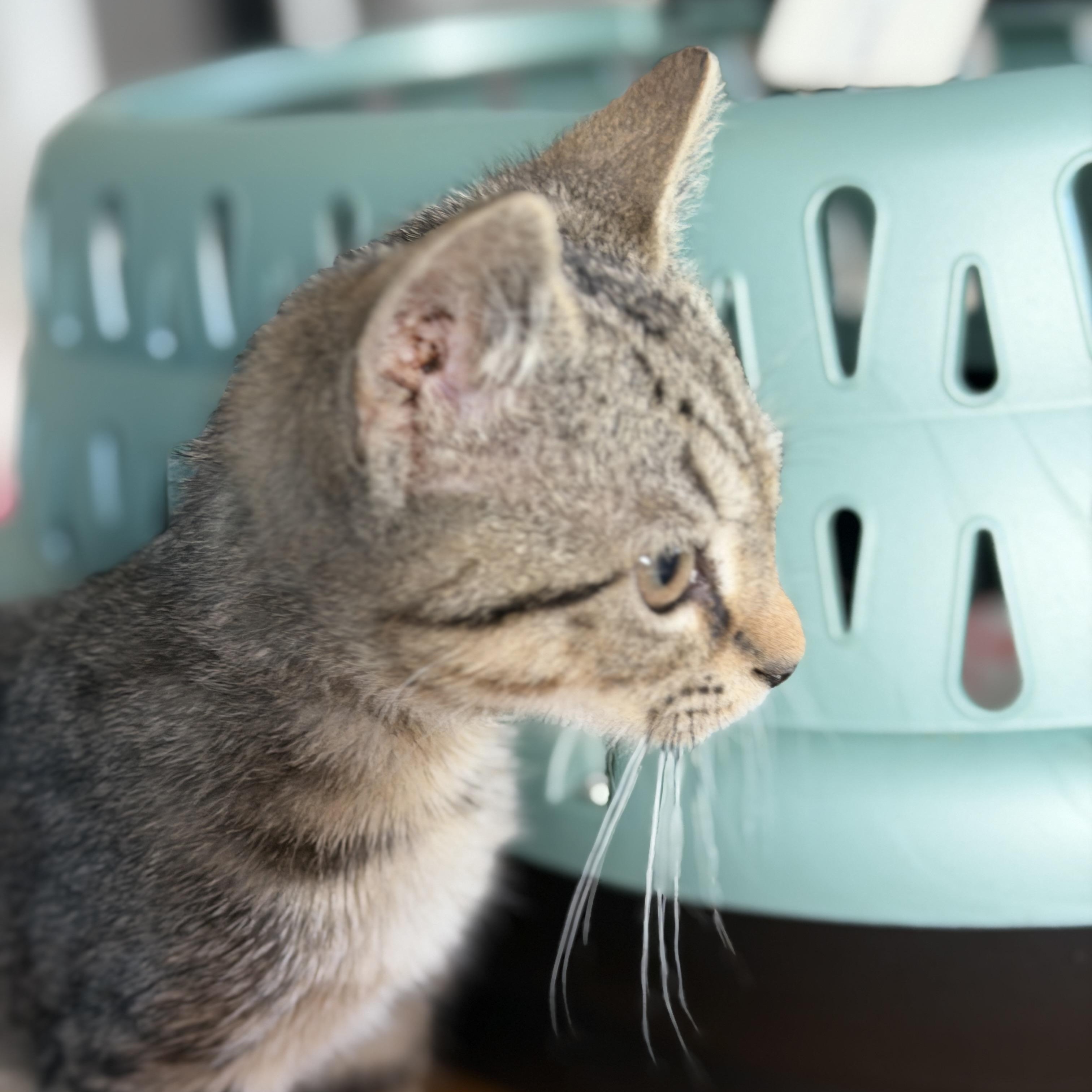 Stalagmite, ADOPTABLE, Kitten Male Domestic Short Hair.