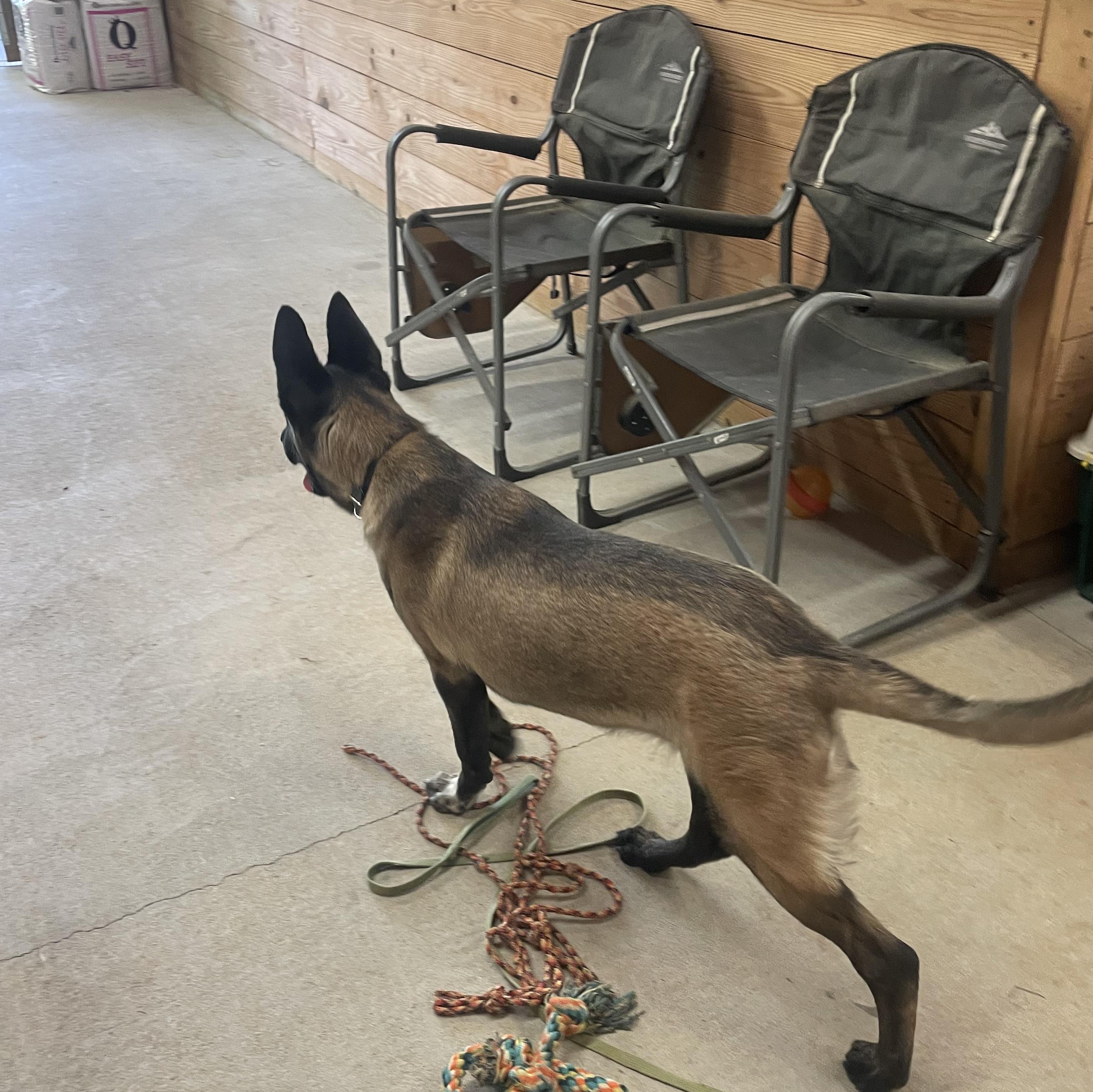 Enlarge Sage, a ADOPTABLE Belgian Shepherd / Malinois in Lancaster, SC image 3/3