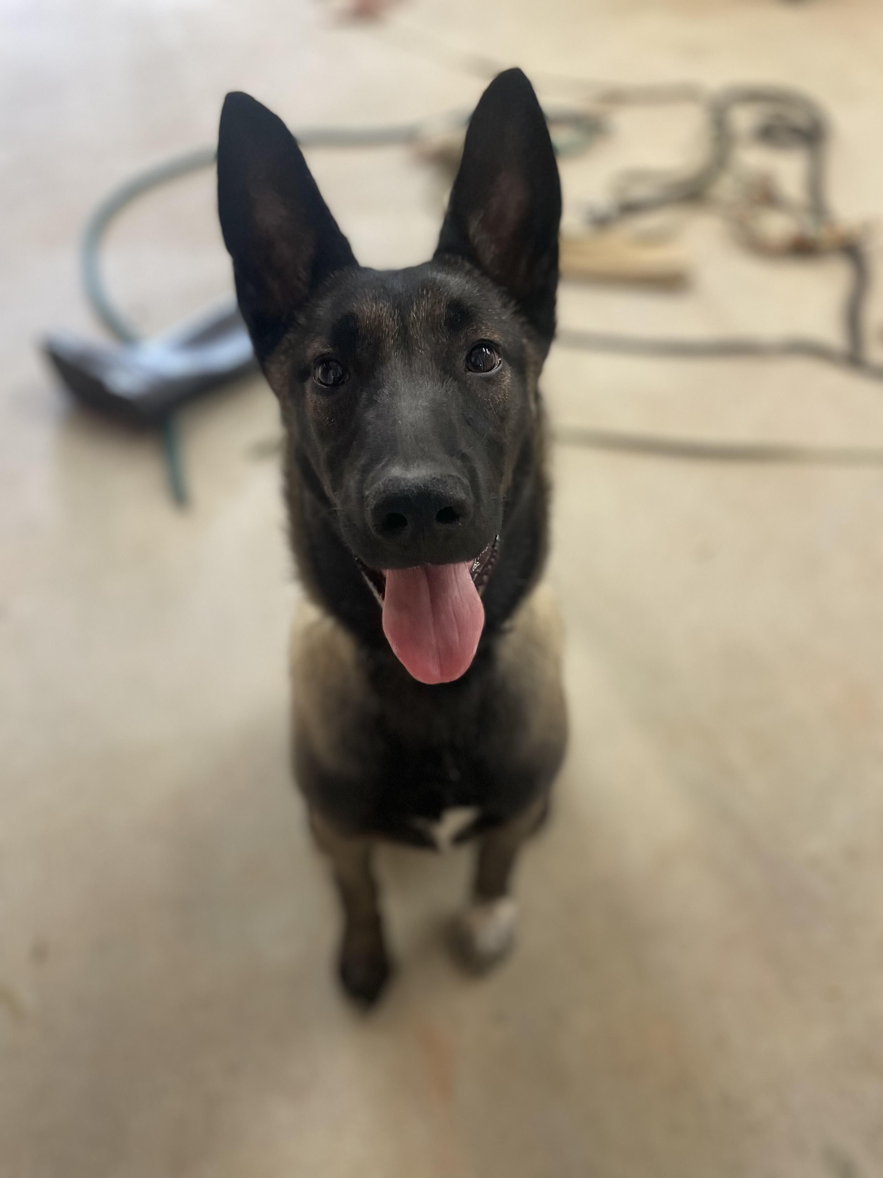 Enlarge Sage, a ADOPTABLE Belgian Shepherd / Malinois in Lancaster, SC image 1/3