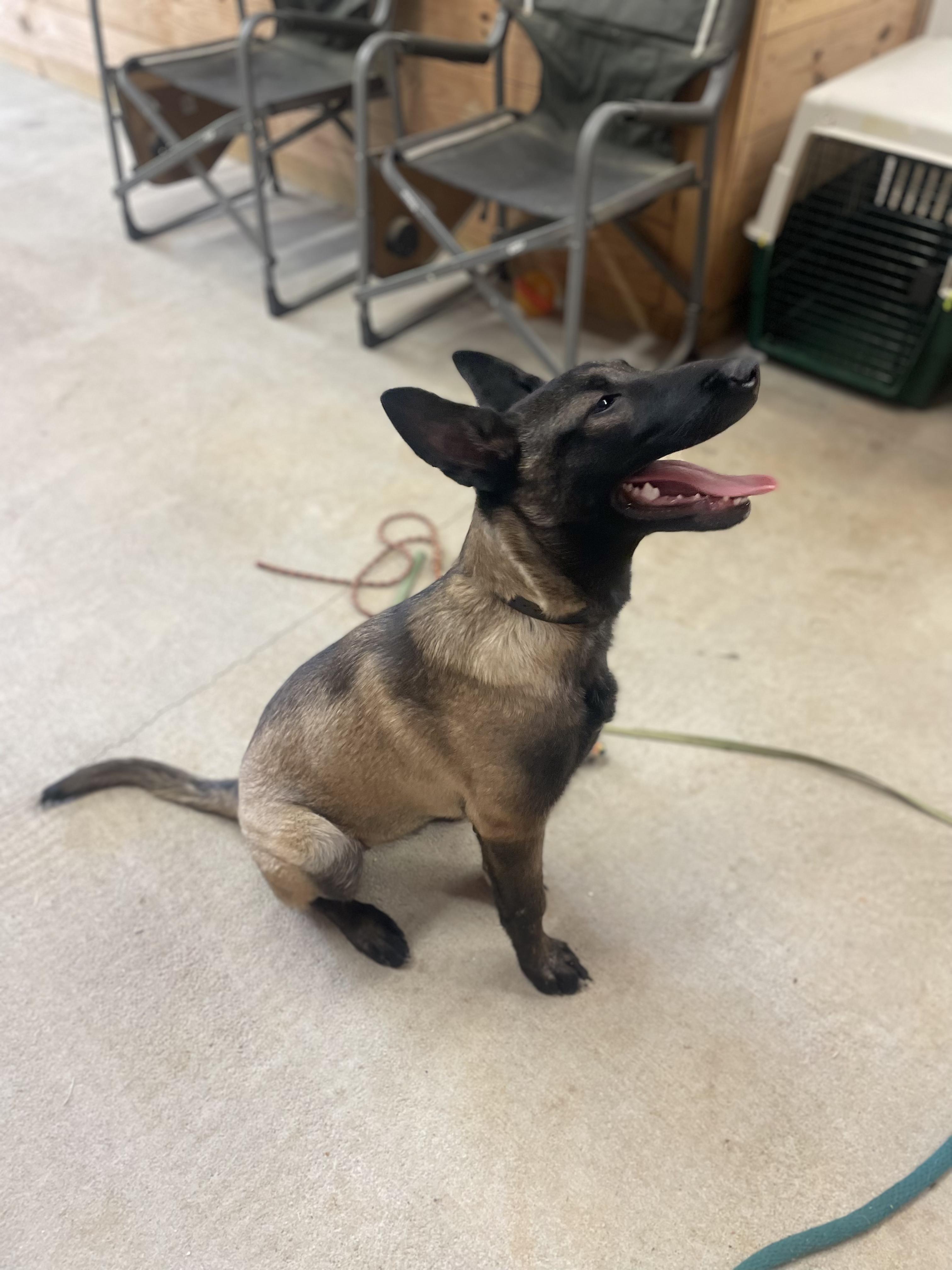Enlarge Sage, a ADOPTABLE Belgian Shepherd / Malinois in Lancaster, SC image 2/3