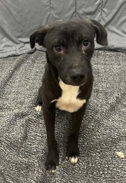 Meadow, Adoptable, Adult Female Pit Bull Terrier & Mixed Breed.