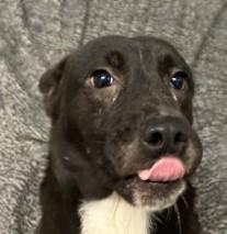 Enlarge Meadow, a Adoptable mixed breed in West Memphis, AR image 2/3