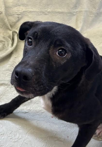Enlarge Meadow, a Adoptable mixed breed in West Memphis, AR image 3/3