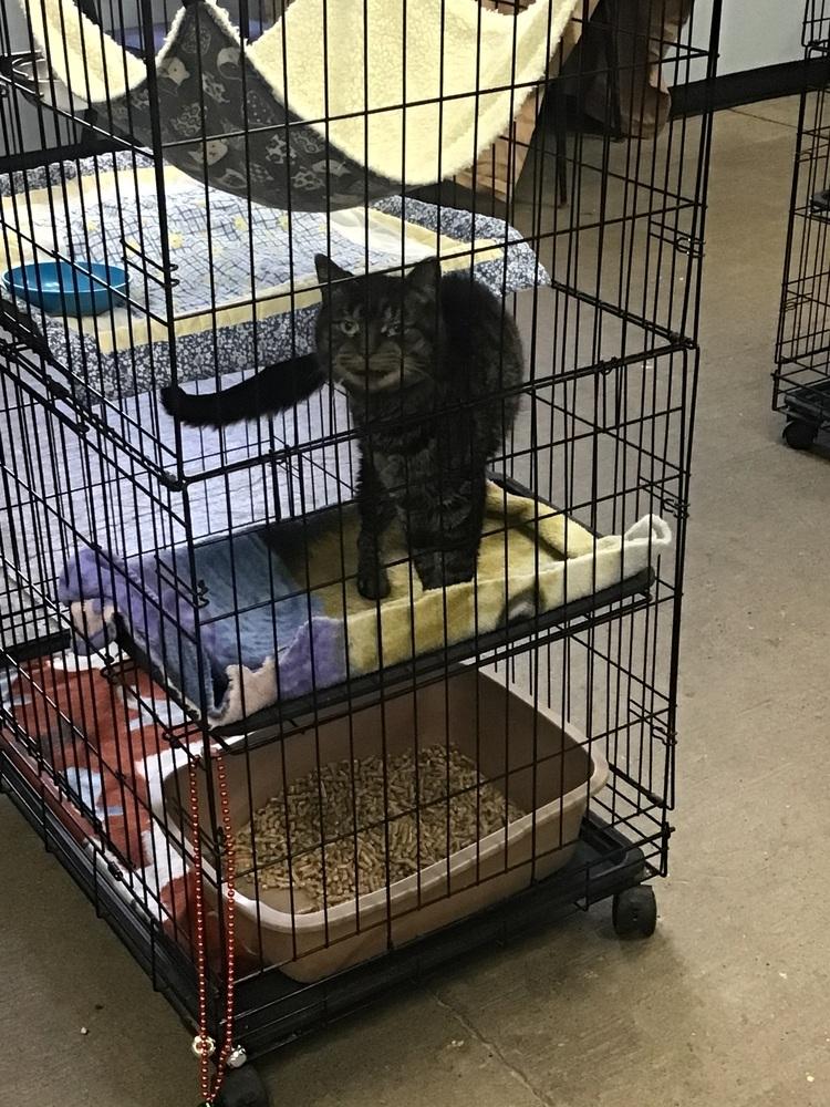 Enlarge newt, a Adoptable Domestic Short Hair in Logansport , IN image 1/1