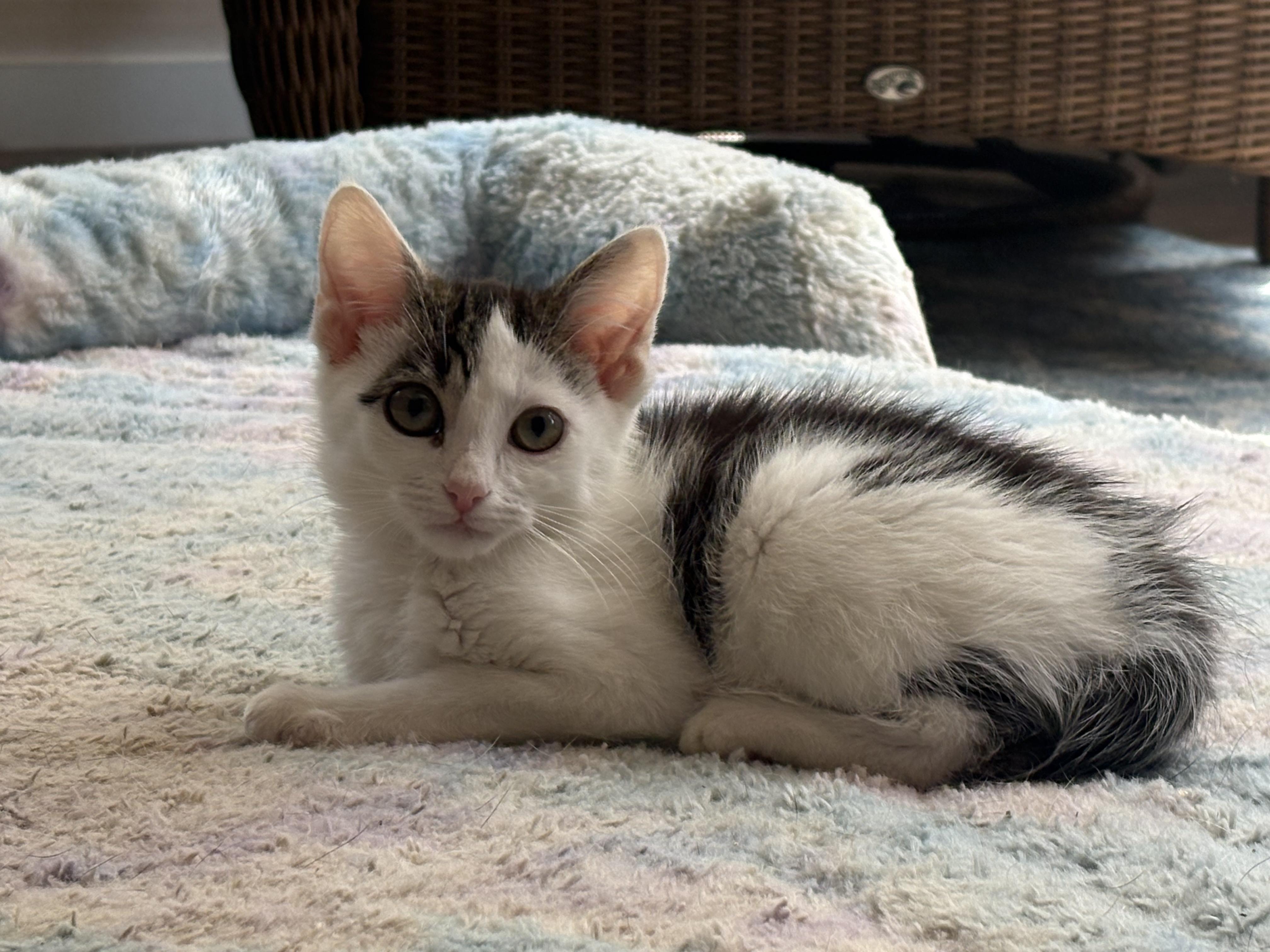 Percy, Baby Male Domestic Short Hair