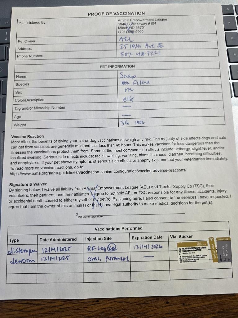 Snap nka Winston, Adopted, Kitten Male Domestic Short Hair.