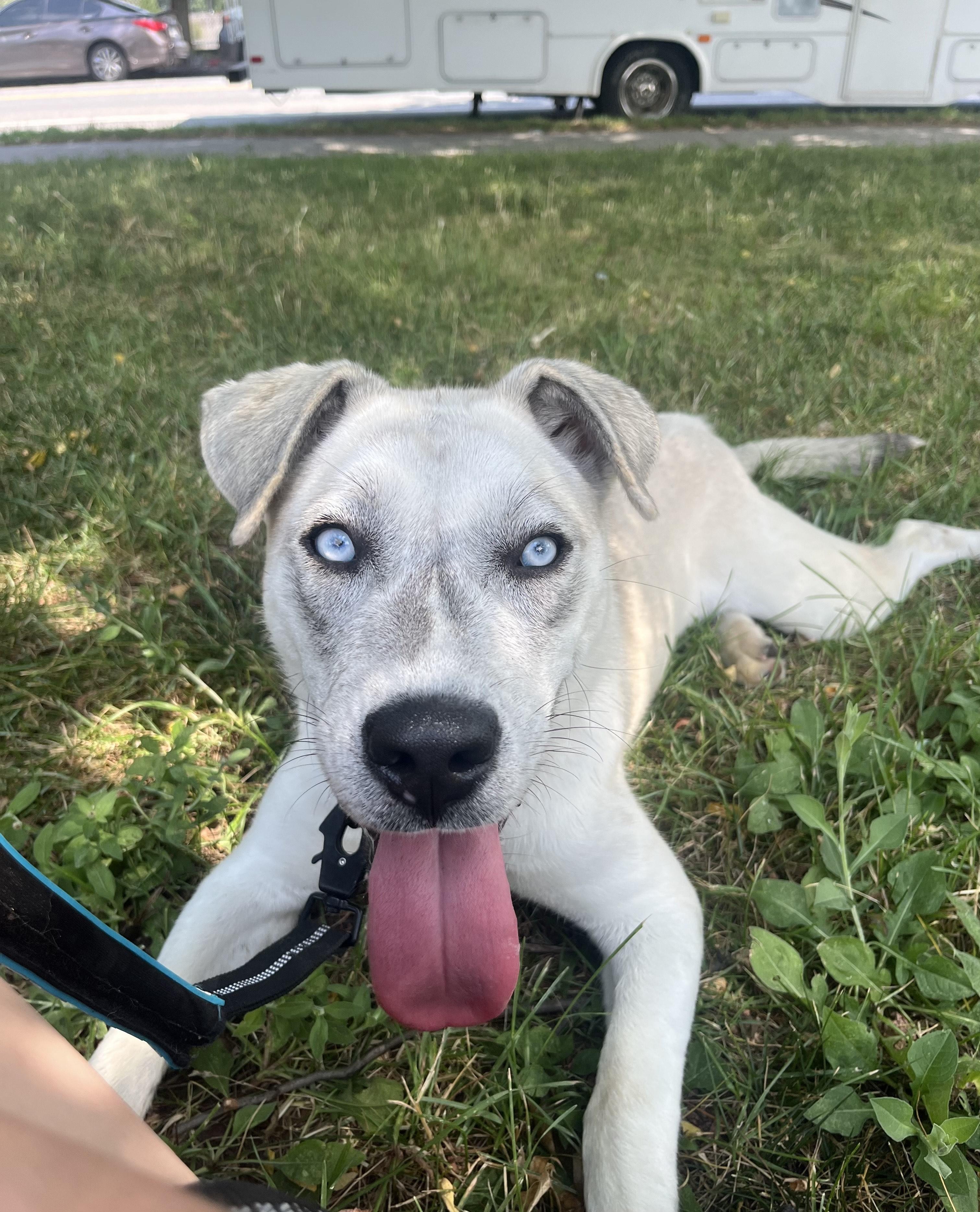 Indigo Husky Dog
