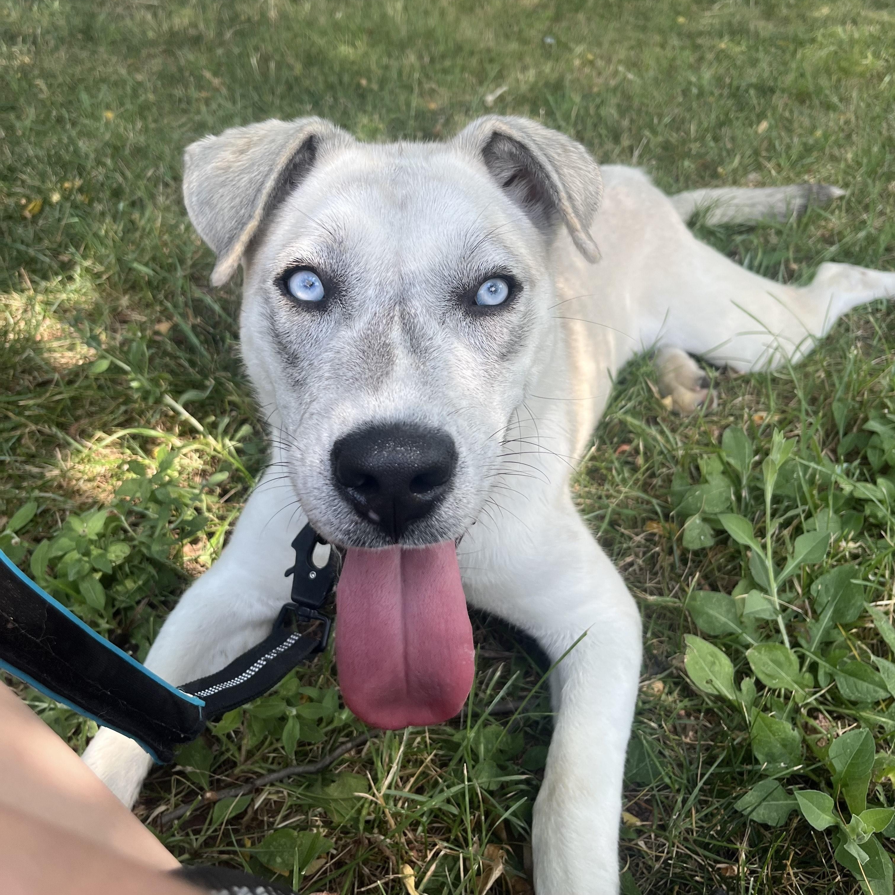 Indigo