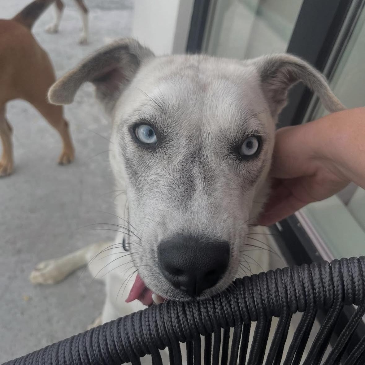 Indigo