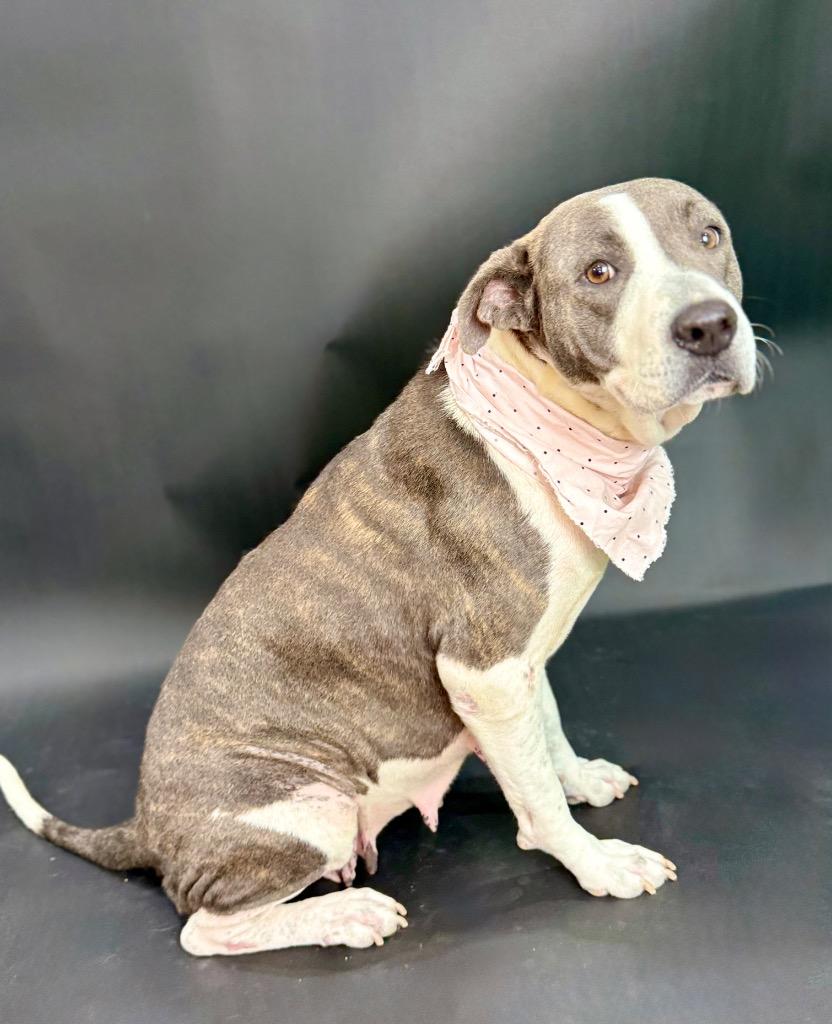 Haven, a Adoptable mixed breed in Alvin, TX image 1/6