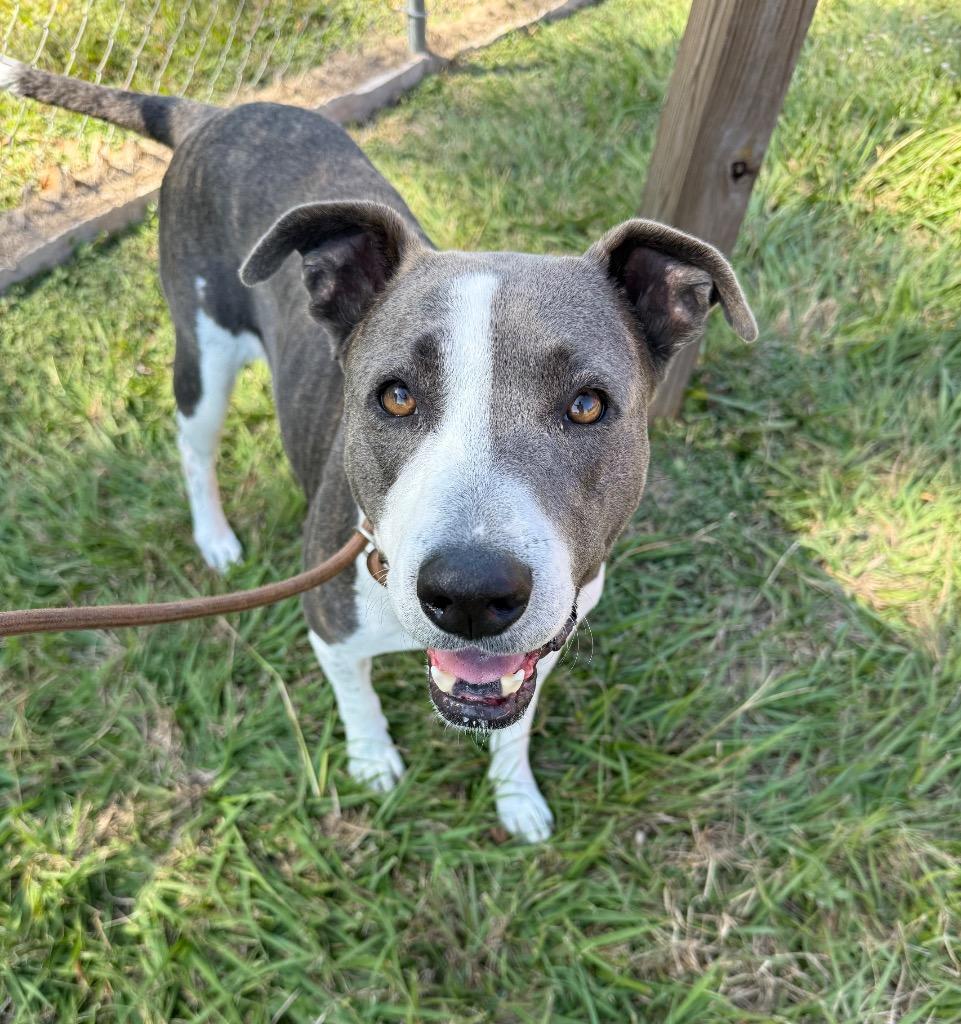 Haven, a Adoptable mixed breed in Alvin, TX image 2/6