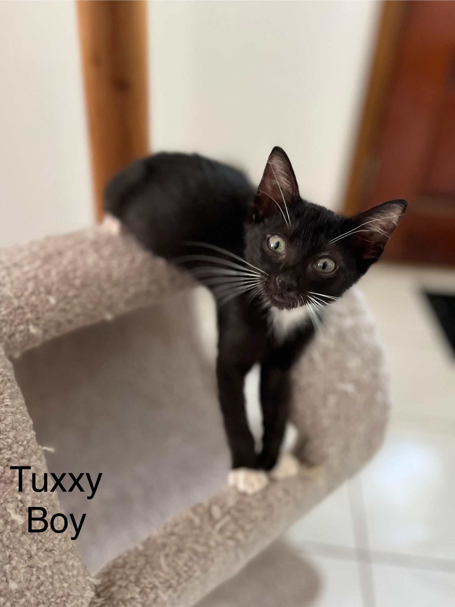 Tuxxy Boy