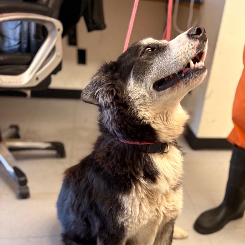 Enlarge (COD) Selleck, a Adoptable Cattle Dog in Douglas, AZ image 1/2