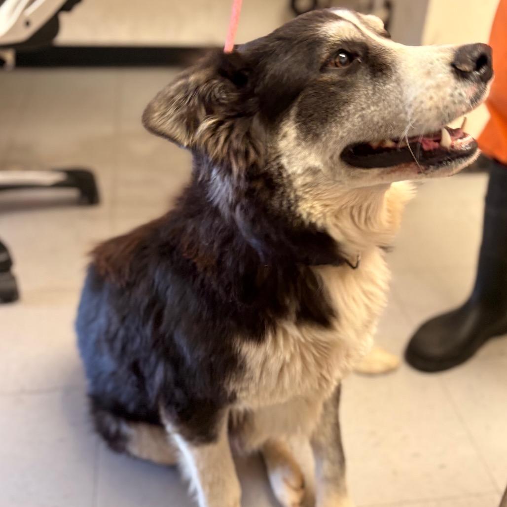 Enlarge (COD) Selleck, a Adoptable Cattle Dog in Douglas, AZ image 2/2