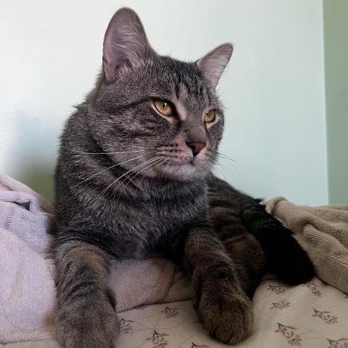 Ticketmaster, Adoptable, Young Male Domestic Short Hair.