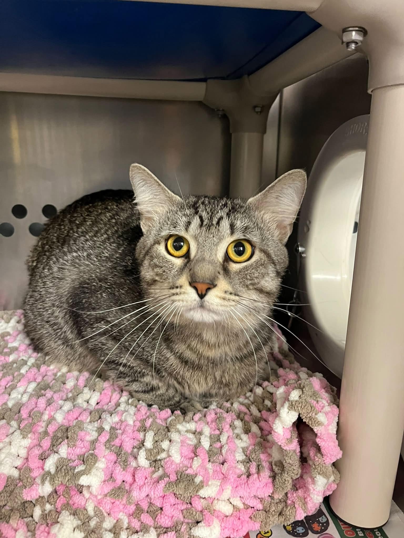 Enlarge Ticketmaster, a Adoptable Domestic Short Hair in Toronto, ON image 2/3