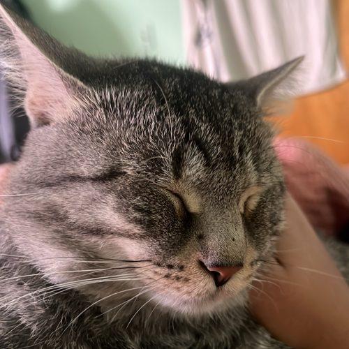 Enlarge Ticketmaster, a Adoptable Domestic Short Hair in Toronto, ON image 3/3