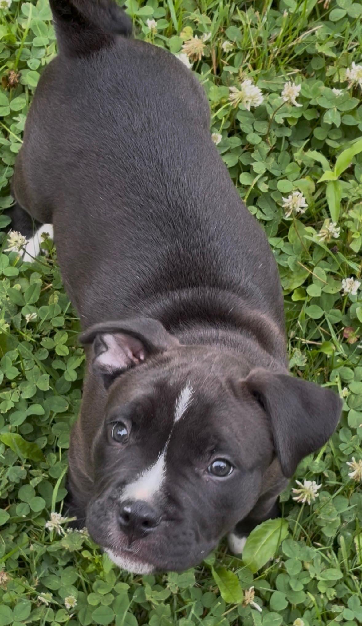 Felix, a Adoptable mixed breed in Oxford, MI image 2/5