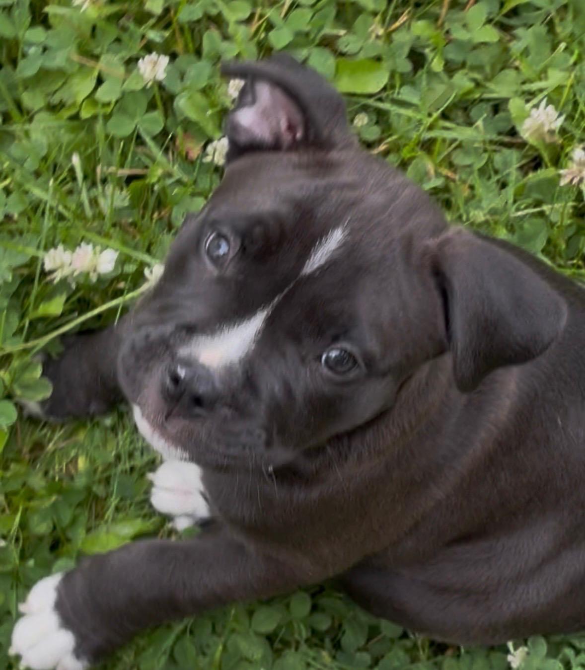 Felix, Adoptable, Puppy Male Pit Bull Terrier & Mixed Breed.