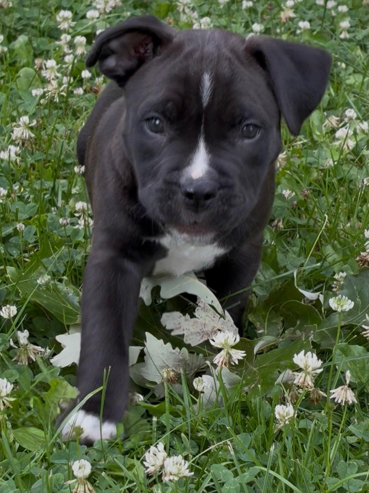 Felix, a Adoptable mixed breed in Oxford, MI image 3/5