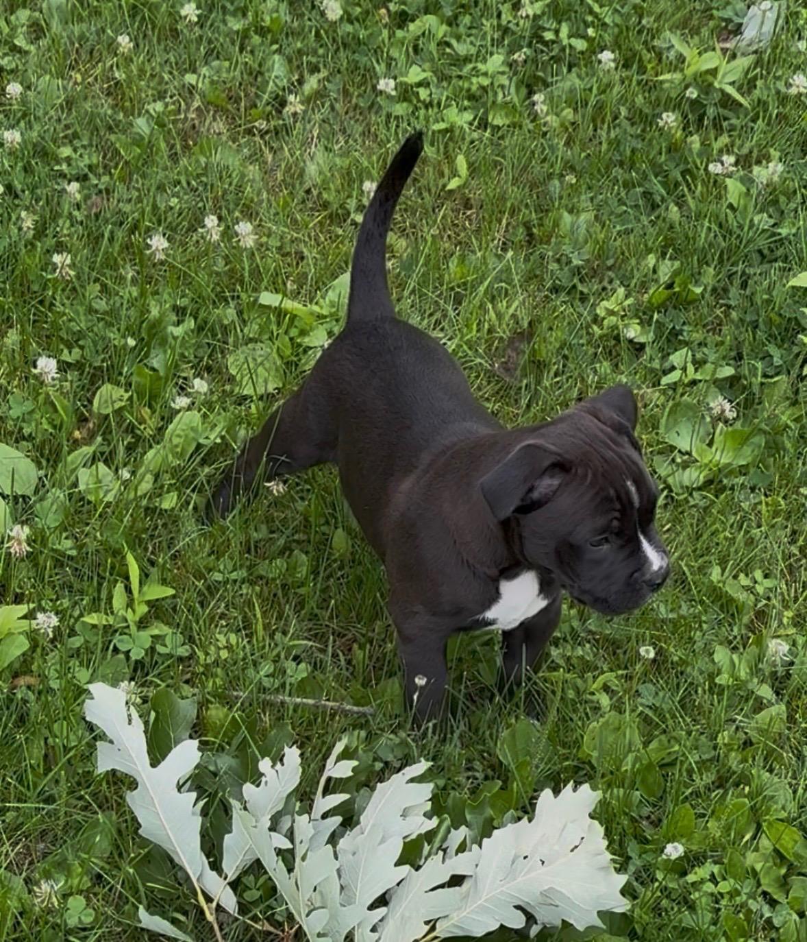 Felix, a Adoptable mixed breed in Oxford, MI image 4/5