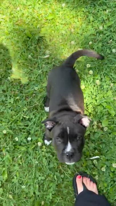Enlarge Felix, a Adoptable mixed breed in Oxford, MI video 5/5