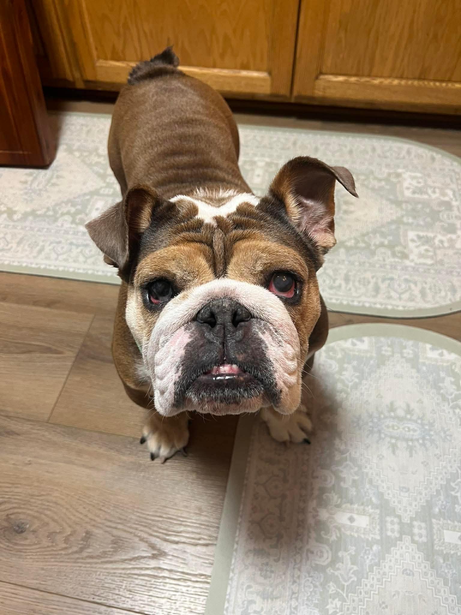 Enlarge Ellie Mae, an adoptable English Bulldog in Green Bay, WI image 1/3
