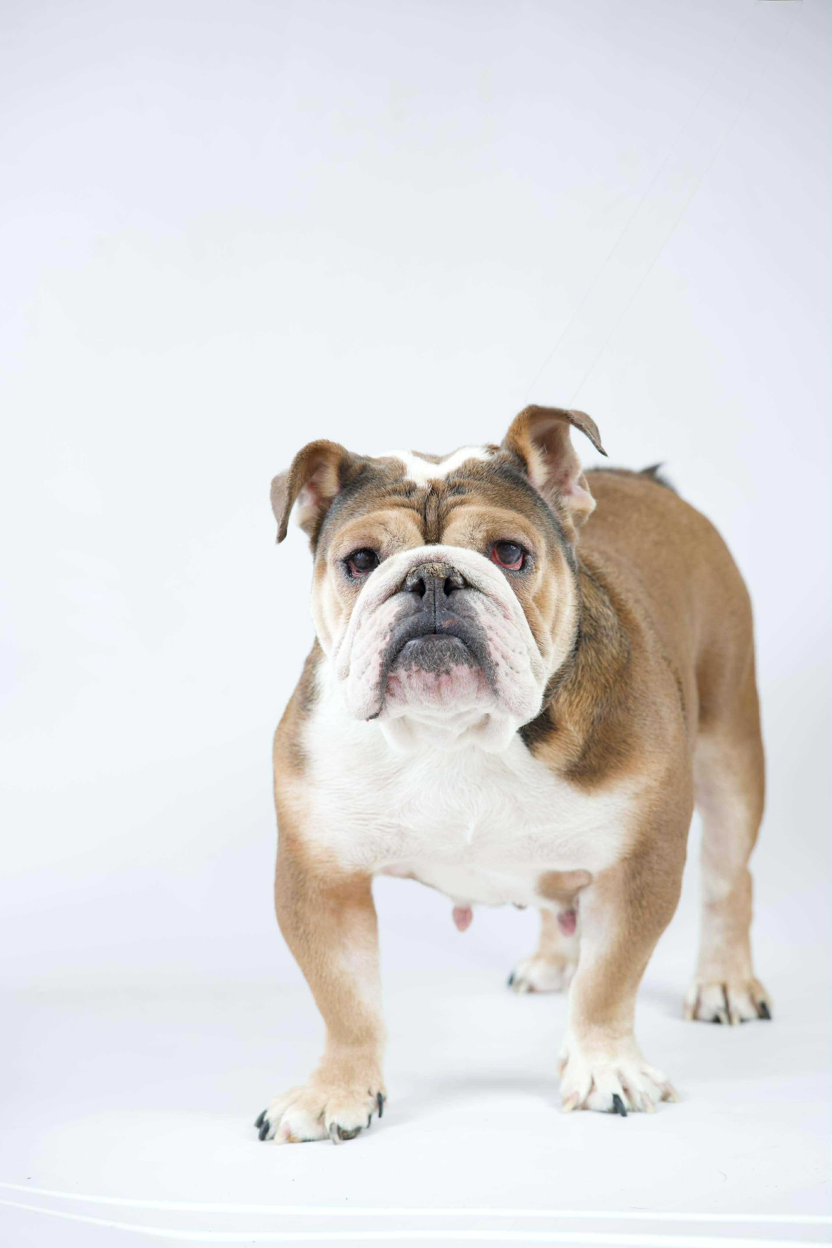 Enlarge Ellie Mae, a ADOPTABLE English Bulldog in Green Bay, WI image 2/2