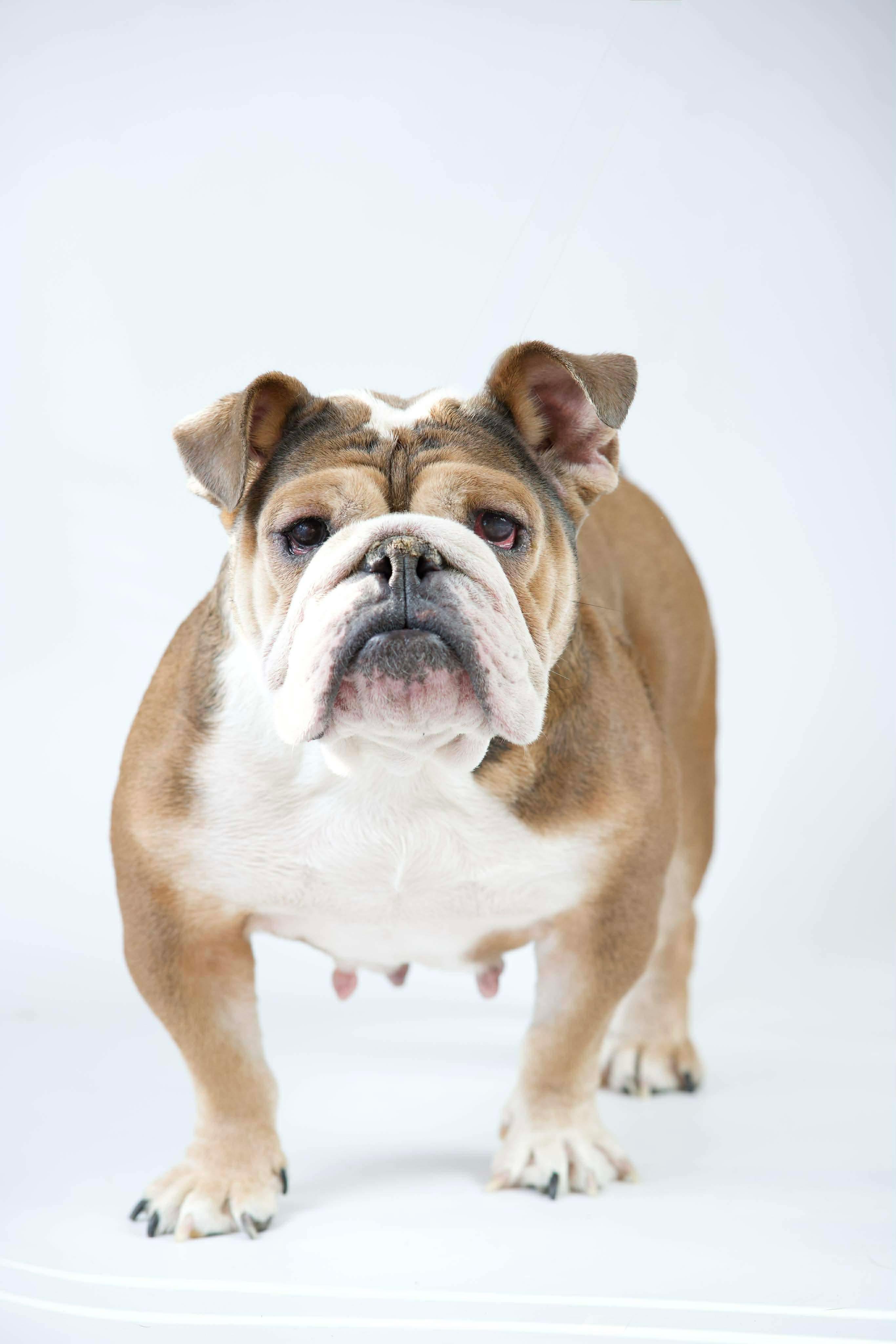 Enlarge Ellie Mae, a ADOPTABLE English Bulldog in Green Bay, WI image 1/2