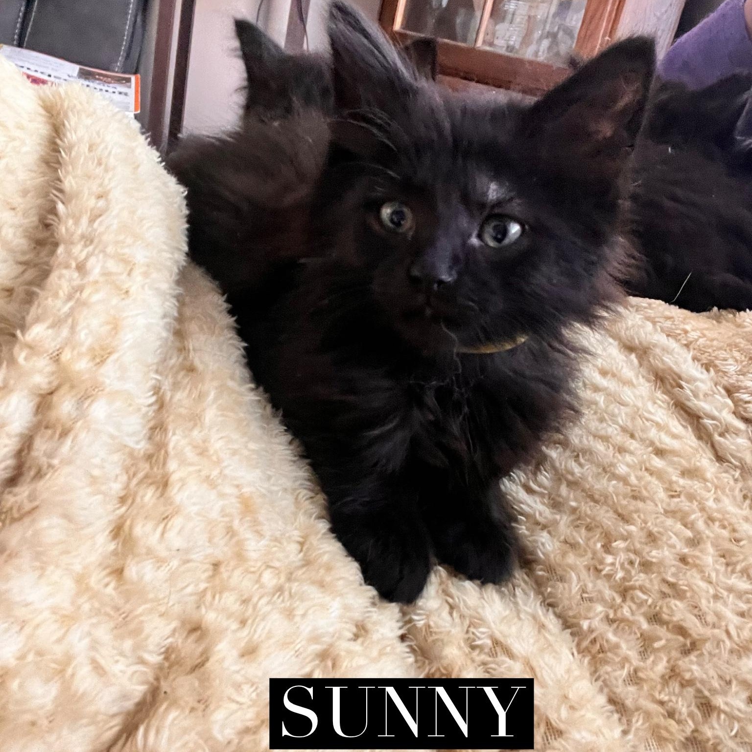 Sunny