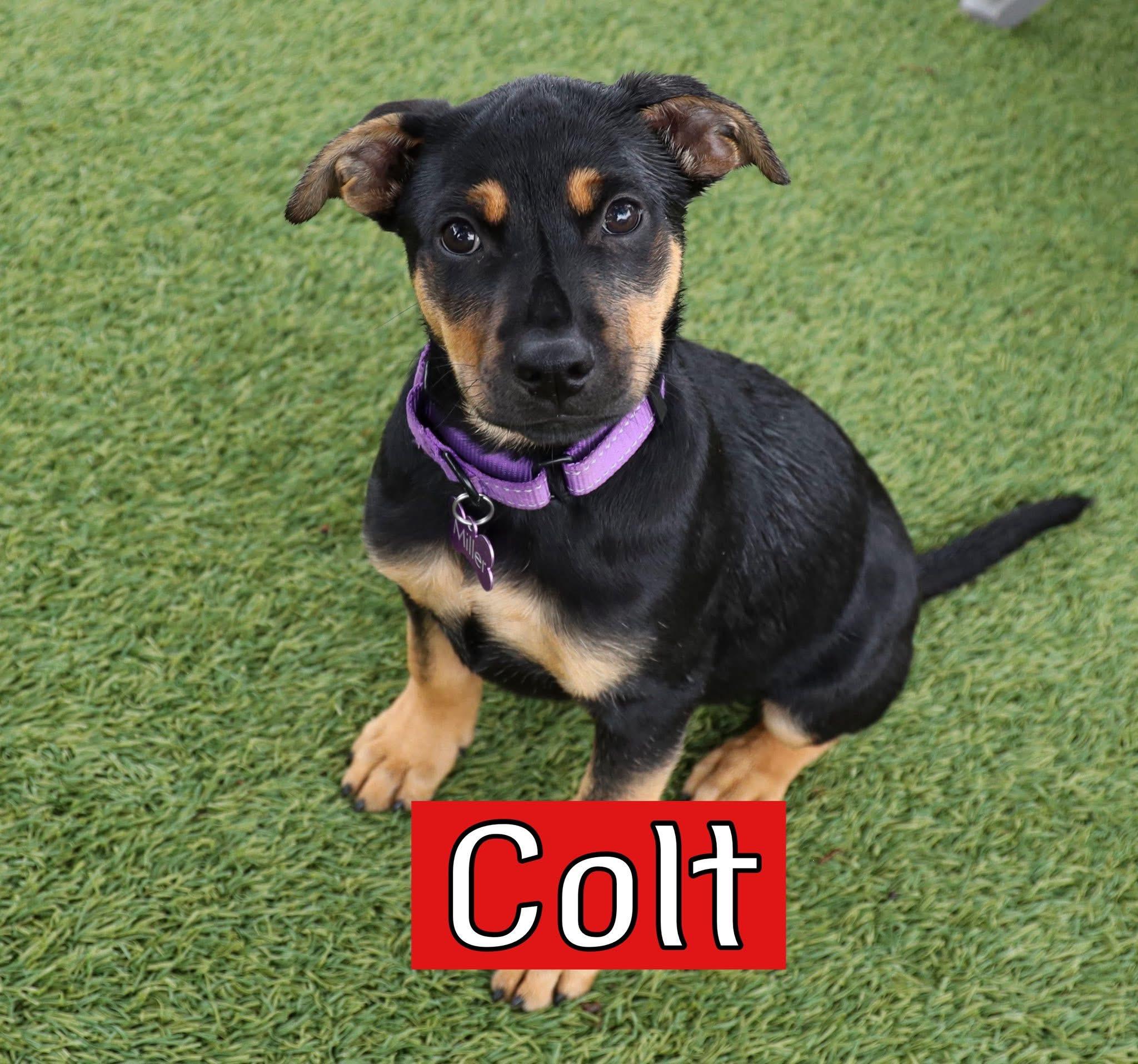 Enlarge Western litter, a ADOPTABLE mixed breed in Keller, TX image 2/4