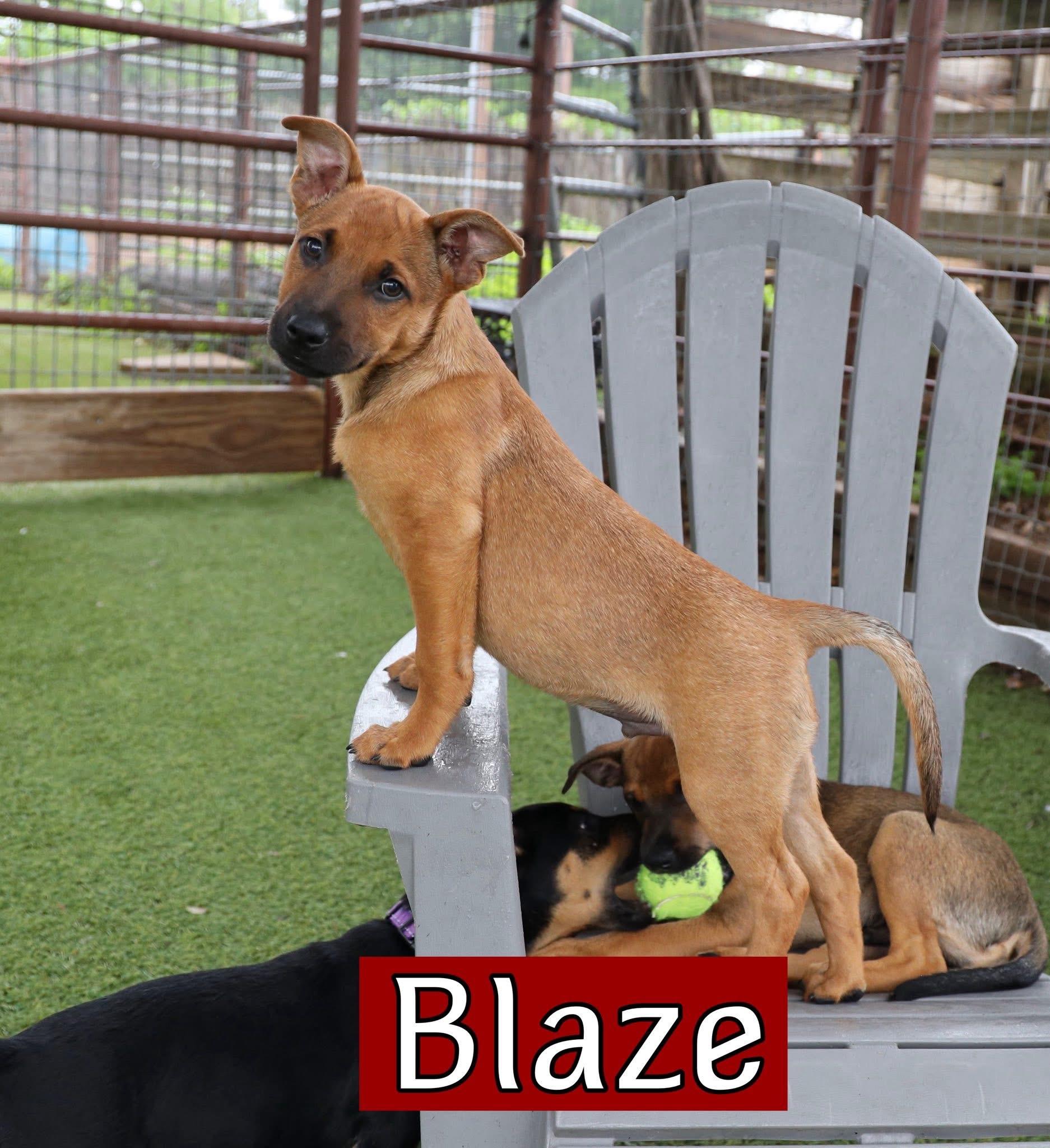 Enlarge Western litter, a ADOPTABLE mixed breed in Keller, TX image 4/4