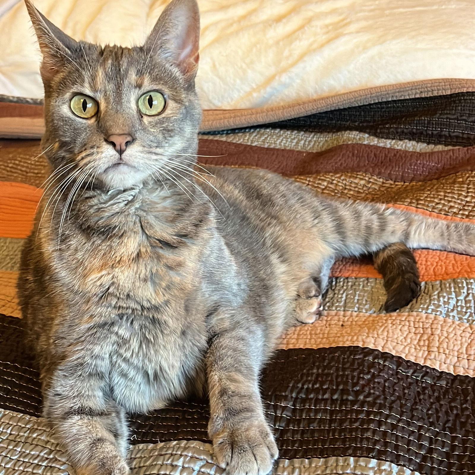 Kami, a Adoptable Domestic Short Hair in San Jose, CA image 1/3