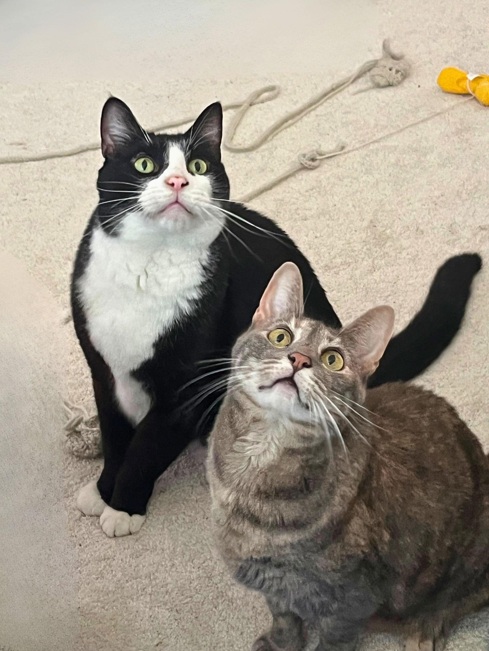 Kami, a Adoptable Domestic Short Hair in San Jose, CA image 1/3