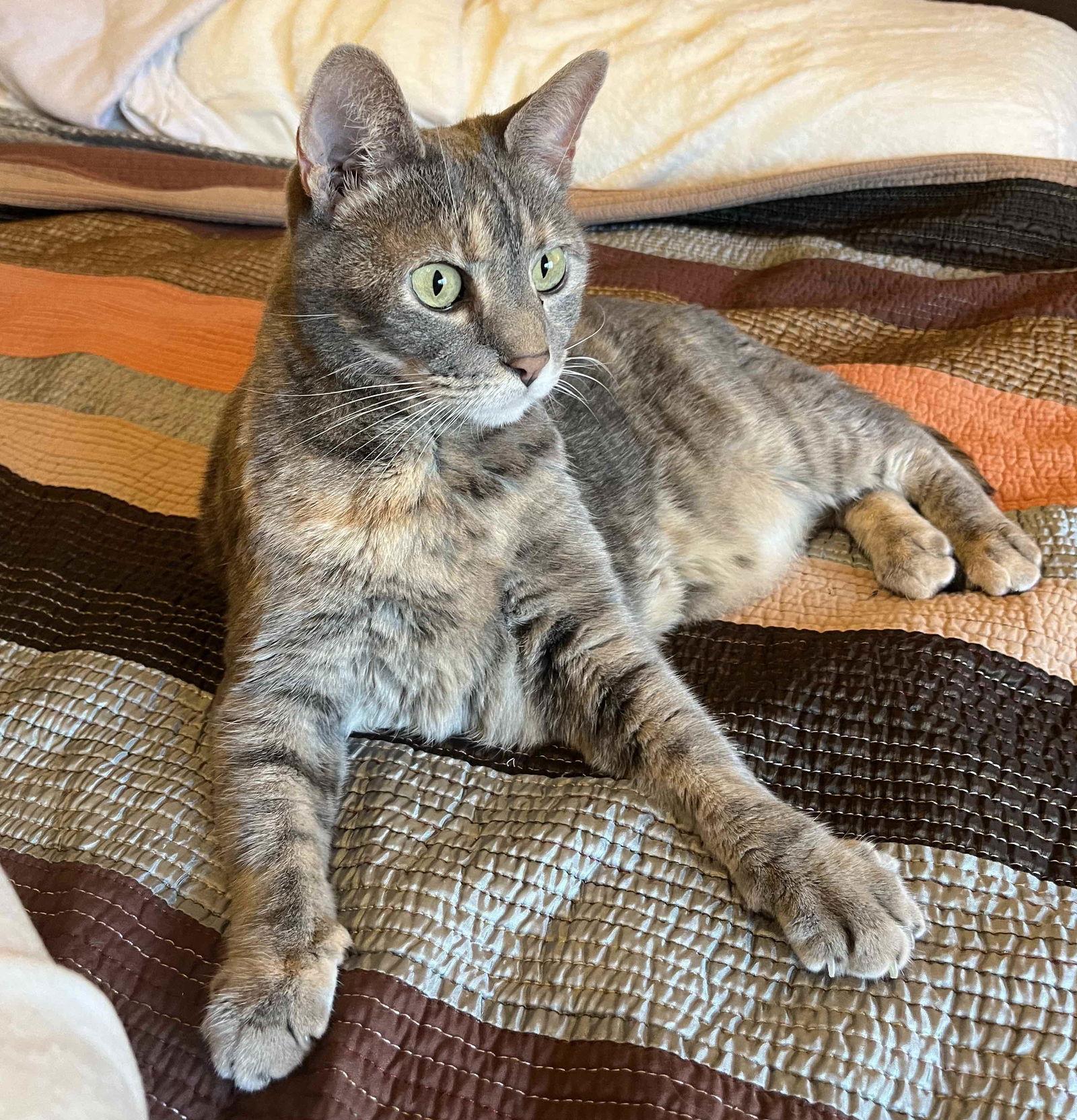 Kami, a Adoptable Domestic Short Hair in San Jose, CA image 2/3