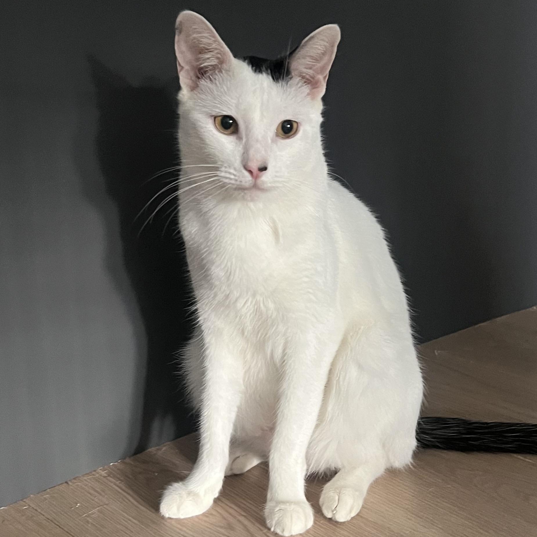 Enlarge Rey, a ADOPTABLE mixed breed in New York, NY image 2/6