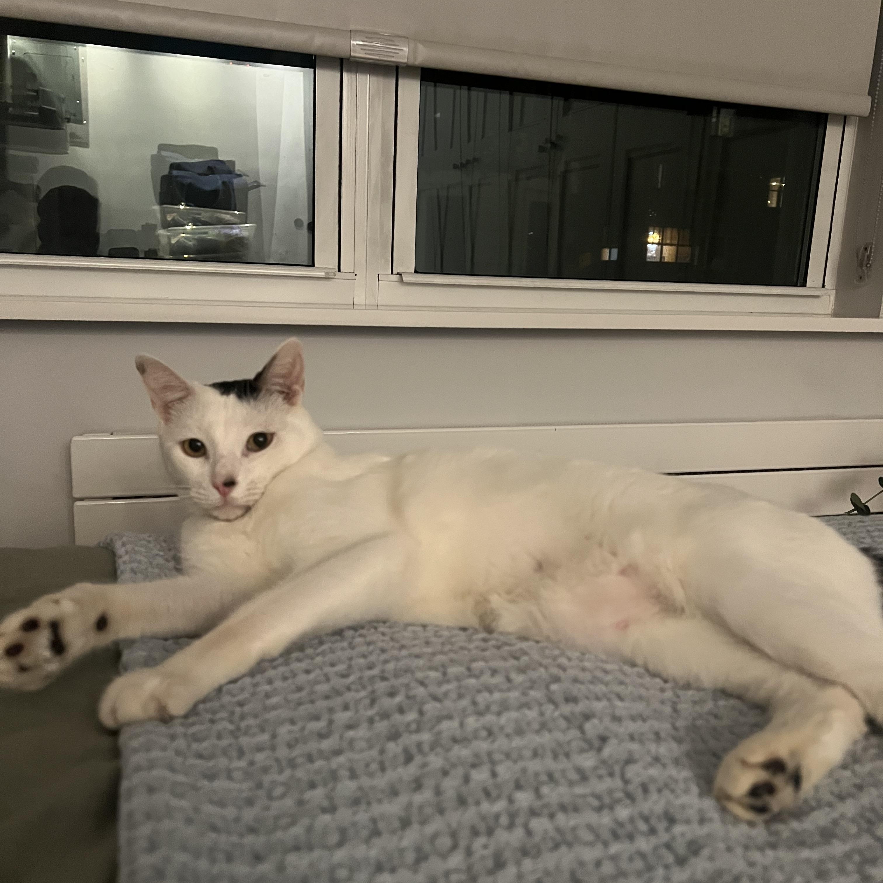 Enlarge Rey, a ADOPTABLE mixed breed in New York, NY image 5/6