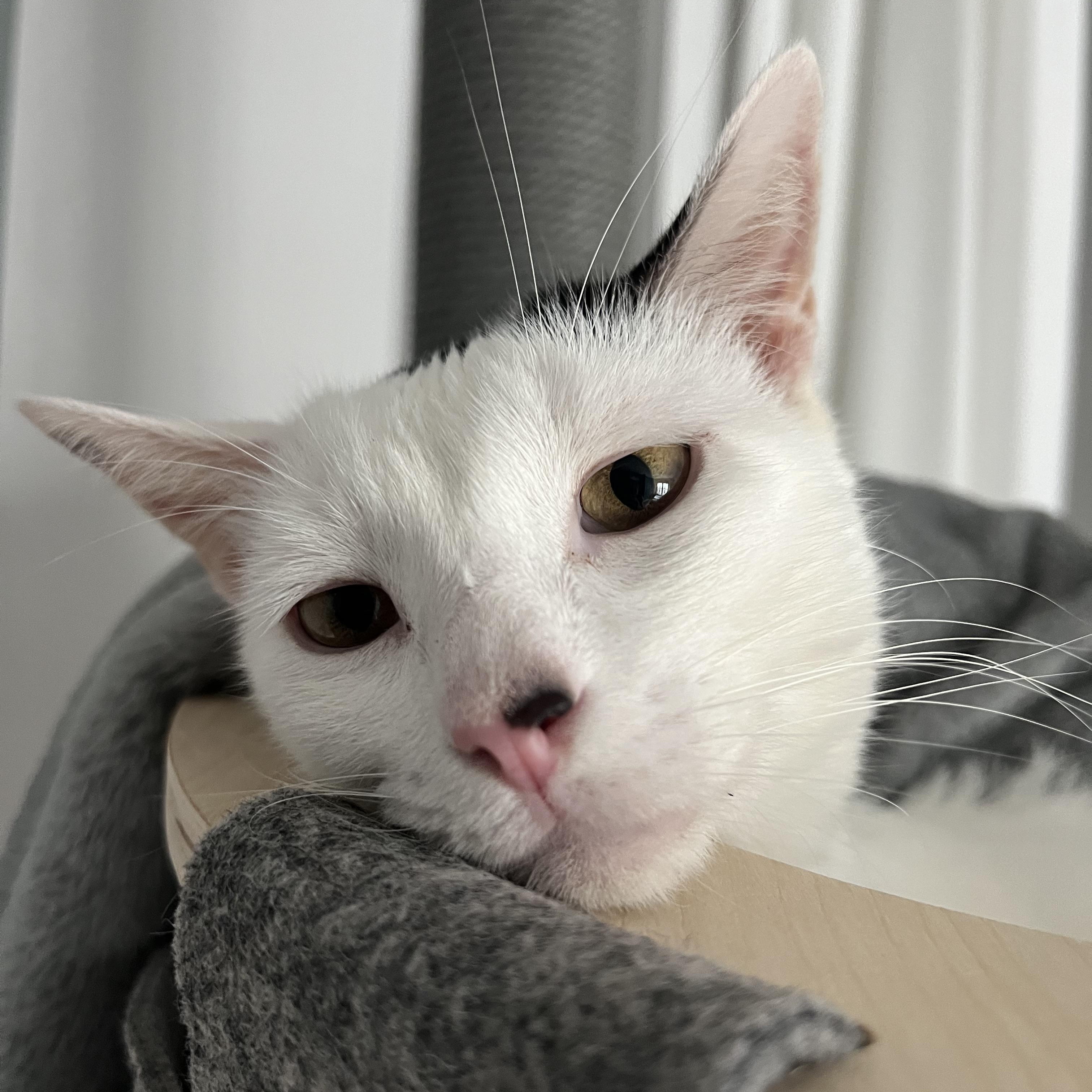 Enlarge Rey, a ADOPTABLE mixed breed in New York, NY image 6/6