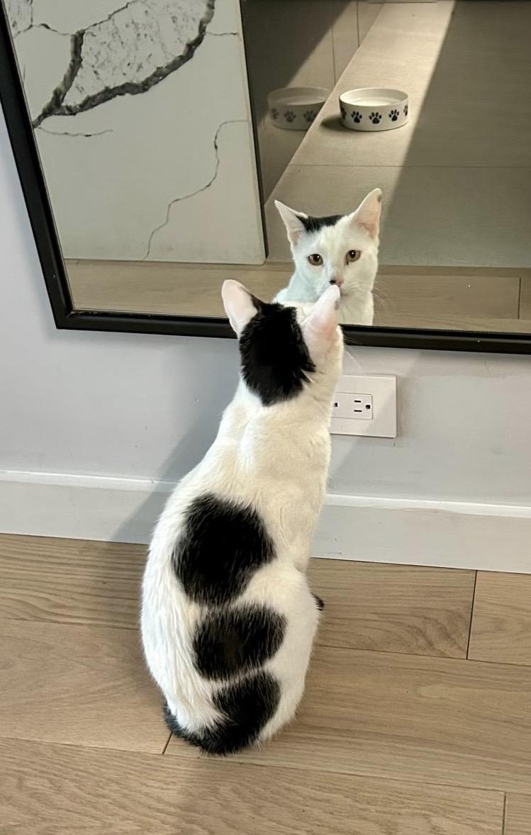 Rey, ADOPTABLE, Adult Male Domestic Short Hair & Tuxedo.