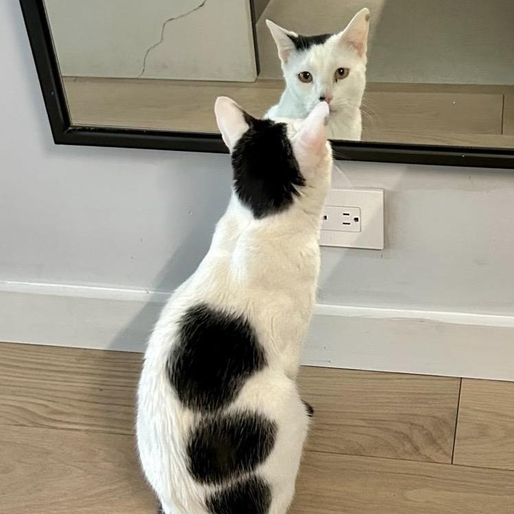 Enlarge Rey, a ADOPTABLE mixed breed in New York, NY image 1/6