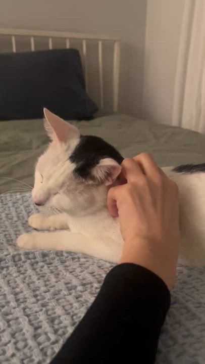 Enlarge Rey, a ADOPTABLE mixed breed in New York, NY video 4/6