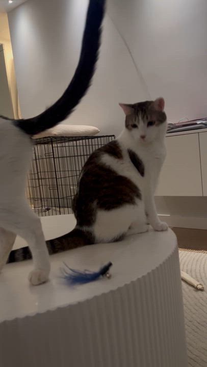 Enlarge Rey, a ADOPTABLE mixed breed in New York, NY video 3/6