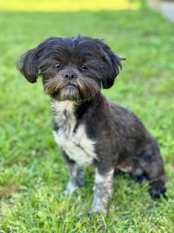 Lulu, Adopted, Adult Female Shih Tzu.