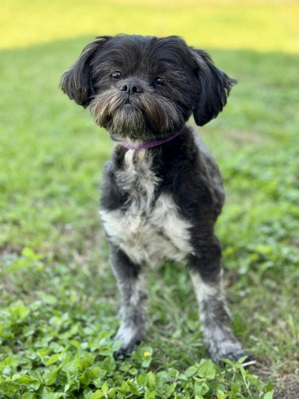Lulu, a Adopted Shih Tzu in Helotes, TX image 2/3