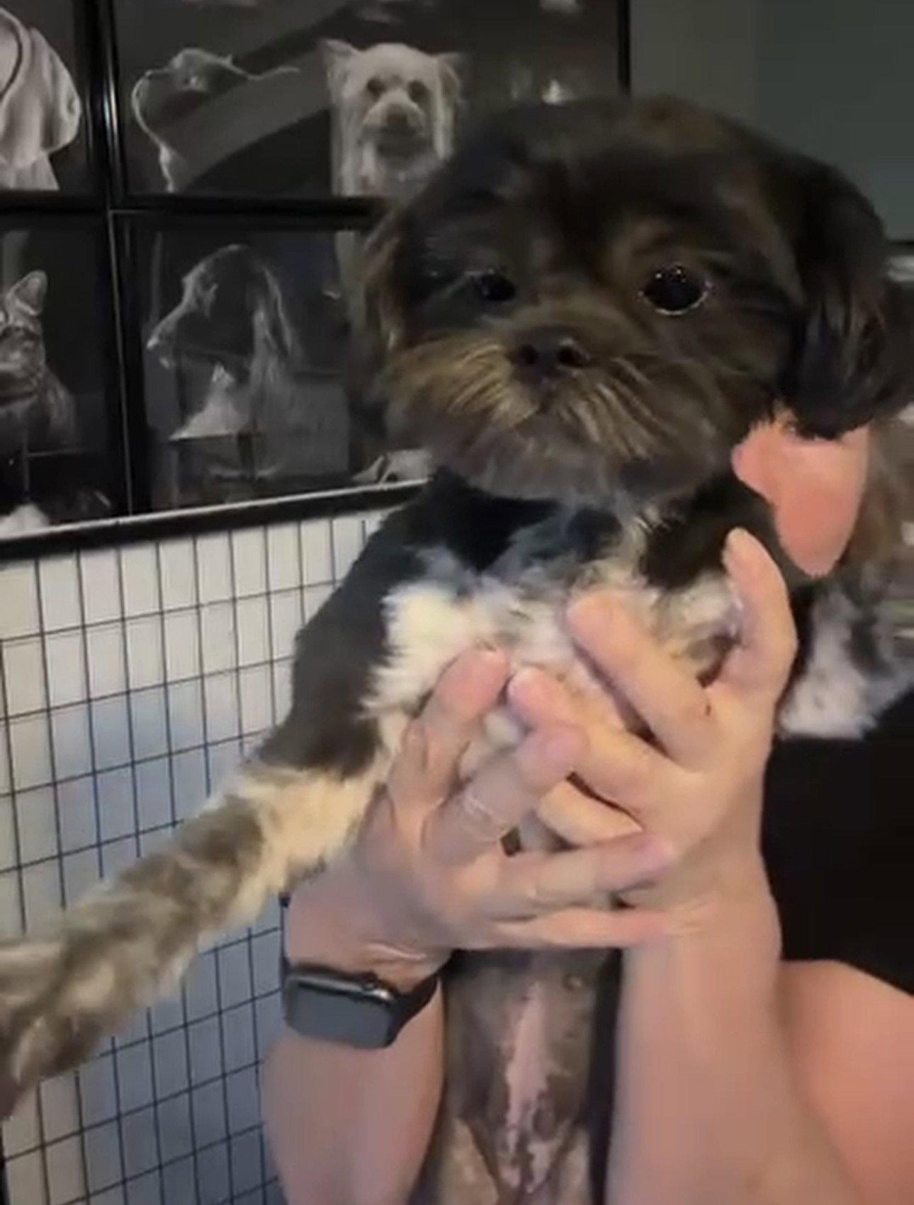 Lulu, a Adopted Shih Tzu in Helotes, TX image 3/3