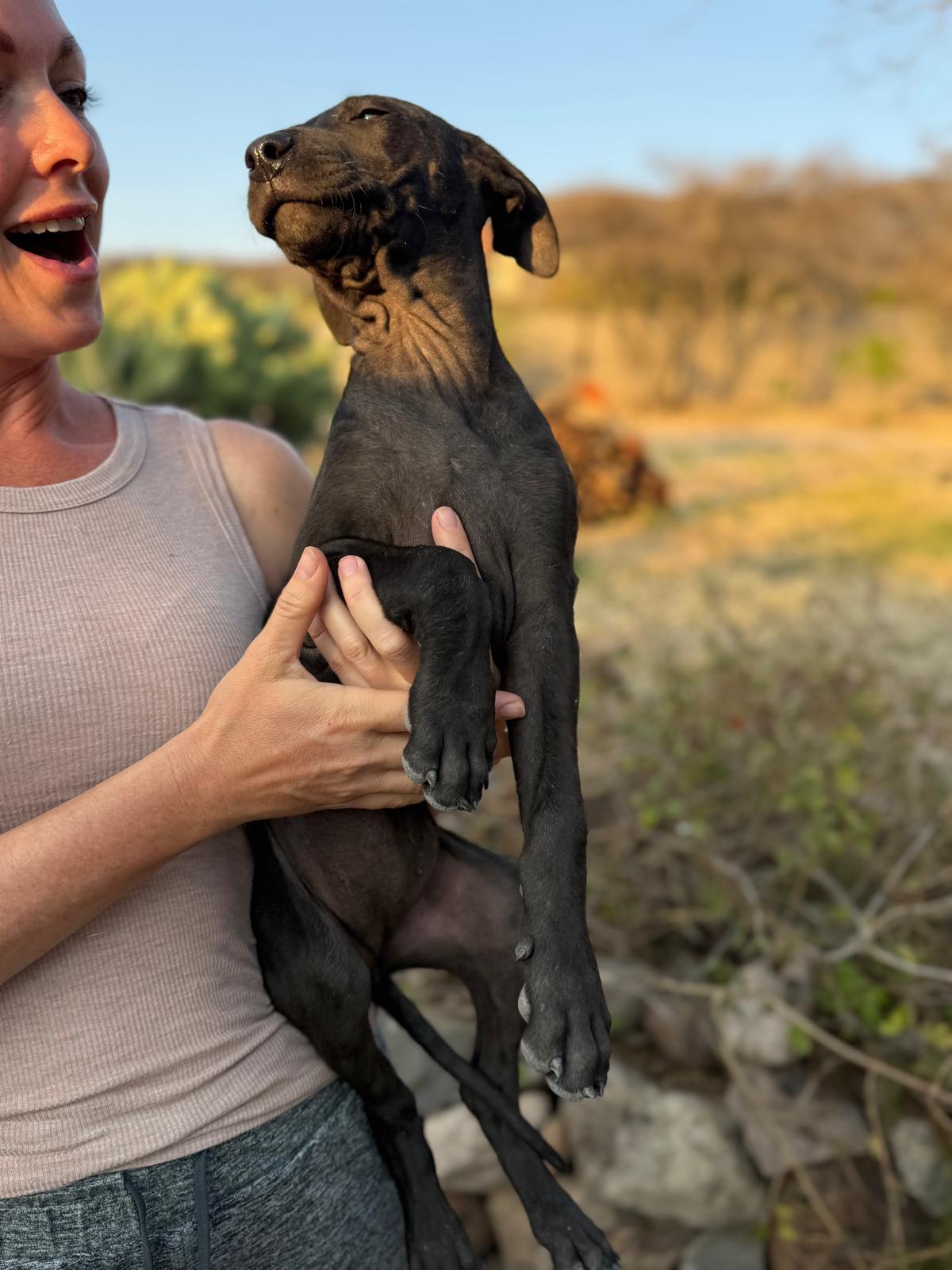 Raven — thumbnail 2