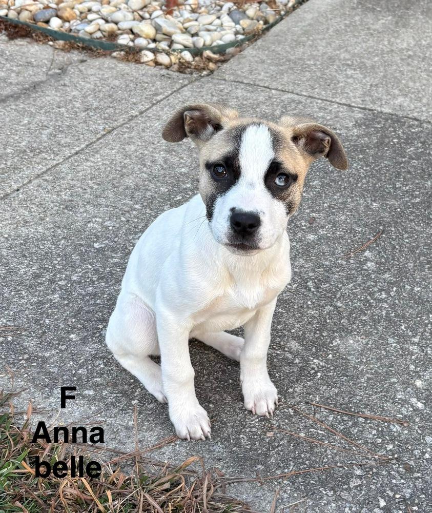 Annabelle, Adoptable, Puppy Female Hound & Australian Shepherd.