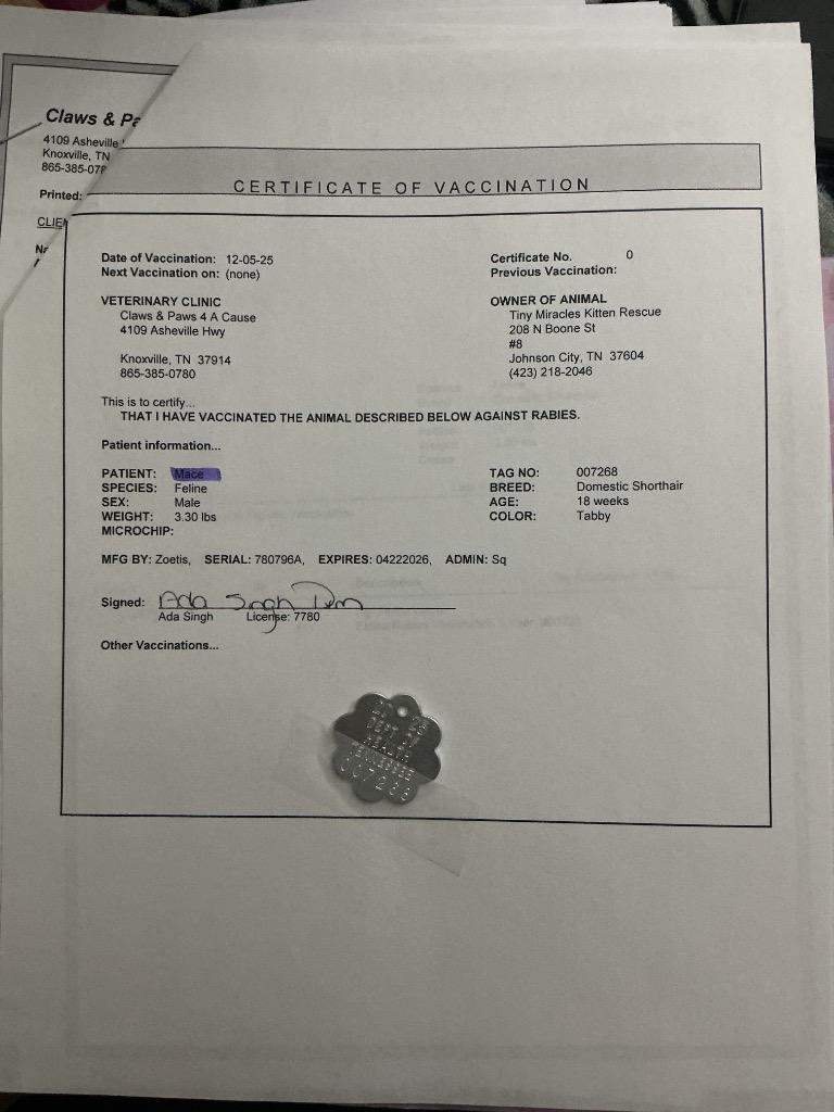 Mace, Adoptable, Kitten Male American Bobtail.