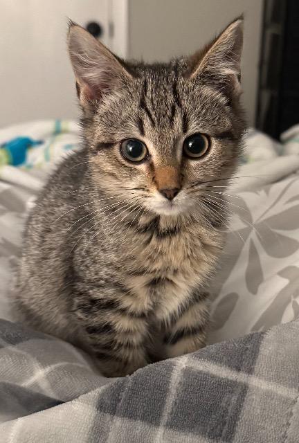 Enlarge Mace, a Adoptable American Bobtail in Johnson City, TN image 2/5
