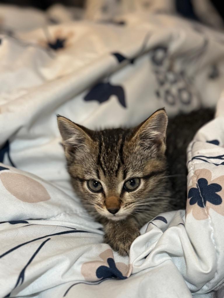 Enlarge Mace, a Adoptable American Bobtail in Johnson City, TN image 3/5